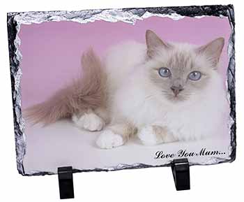 Lilac Birman Cat 