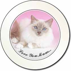 Lilac Birman Cat 