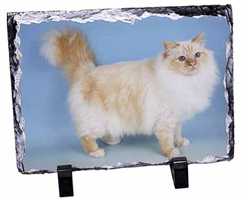 Red Birman Cat, Stunning Photo Slate