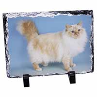 Red Birman Cat, Stunning Photo Slate