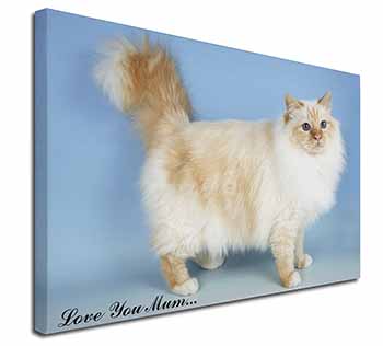 Red Birman Cat 