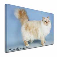 Red Birman Cat 