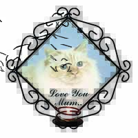 Red Birman Cat 