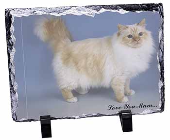 Red Birman Cat 