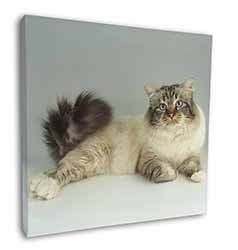 Tabby Birman Cat Square Canvas 12"x12" Wall Art Picture Print