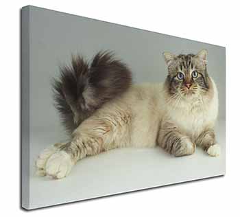 Tabby Birman Cat Canvas X-Large 30"x20" Wall Art Print