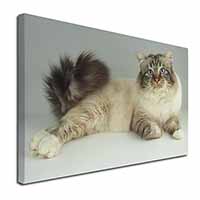 Tabby Birman Cat Canvas X-Large 30"x20" Wall Art Print