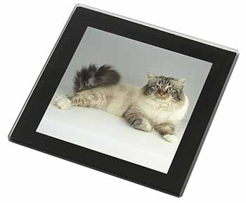 Tabby Birman Cat Black Rim High Quality Glass Coaster