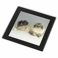 Tabby Birman Cat Black Rim High Quality Glass Coaster