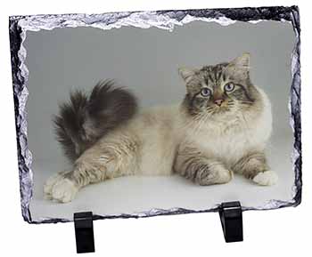 Tabby Birman Cat, Stunning Photo Slate