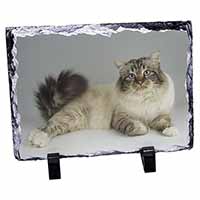 Tabby Birman Cat, Stunning Photo Slate