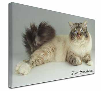 Tabby Birman Cat 