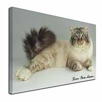 Tabby Birman Cat 