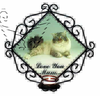 Tabby Birman Cat 