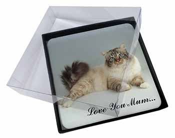 4x Tabby Birman Cat 