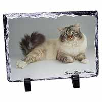 Tabby Birman Cat 