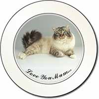 Tabby Birman Cat 