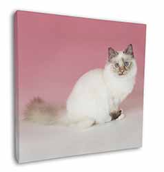 Tortie Birman Cat Square Canvas 12"x12" Wall Art Picture Print