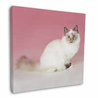 Tortie Birman Cat Square Canvas 12"x12" Wall Art Picture Print