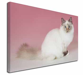 Tortie Birman Cat Canvas X-Large 30"x20" Wall Art Print