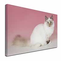 Tortie Birman Cat Canvas X-Large 30"x20" Wall Art Print