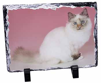 Tortie Birman Cat, Stunning Photo Slate