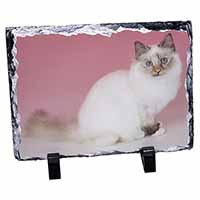 Tortie Birman Cat, Stunning Photo Slate