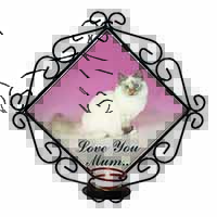 Birman Cat 