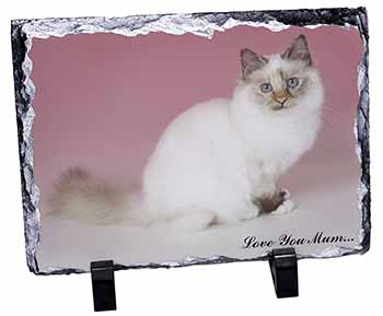 Birman Cat 