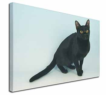 Black Bombay Cat Canvas X-Large 30"x20" Wall Art Print