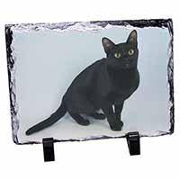 Black Bombay Cat, Stunning Animal Photo Slate