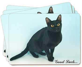 Bombay Black Cat 