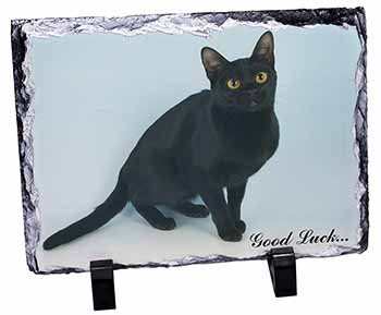 Bombay Black Cat 