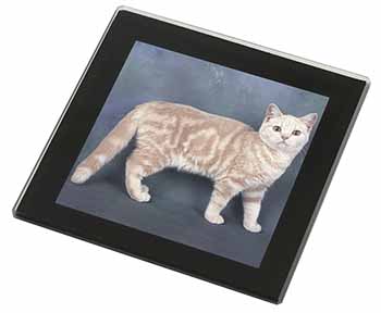 British Shorthair Ginger Cat Black Rim High Quality Glass Coaster