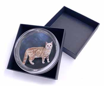 British Shorthair Ginger Cat Glass Paperweight in Gift Box