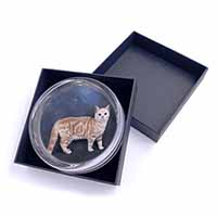 British Shorthair Ginger Cat Glass Paperweight in Gift Box