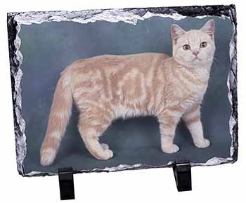 British Shorthair Ginger Cat, Stunning Photo Slate