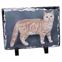 British Shorthair Ginger Cat, Stunning Photo Slate