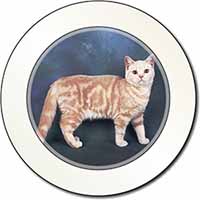 British Shorthair Ginger Cat Car or Van Permit Holder/Tax Disc Holder