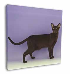 Chocolate Havana Cat Square Canvas 12"x12" Wall Art Picture Print