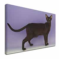 Chocolate Havana Cat Canvas X-Large 30"x20" Wall Art Print