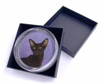 Chocolate Havana Cat Glass Paperweight in Gift Box