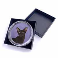 Chocolate Havana Cat Glass Paperweight in Gift Box