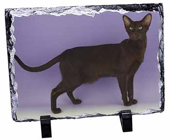 Chocolate Havana Cat, Stunning Photo Slate