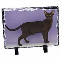 Chocolate Havana Cat, Stunning Photo Slate