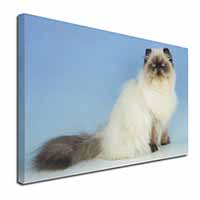 Himalayan Cat Canvas X-Large 30"x20" Wall Art Print