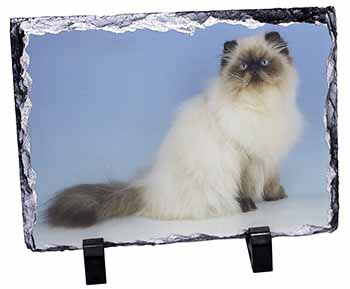 Himalayan Cat, Stunning Photo Slate