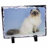 Himalayan Cat, Stunning Photo Slate