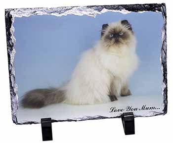 Himalayan Cat 