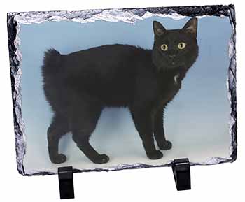 Cute Black Bobtail Cat, Stunning Photo Slate